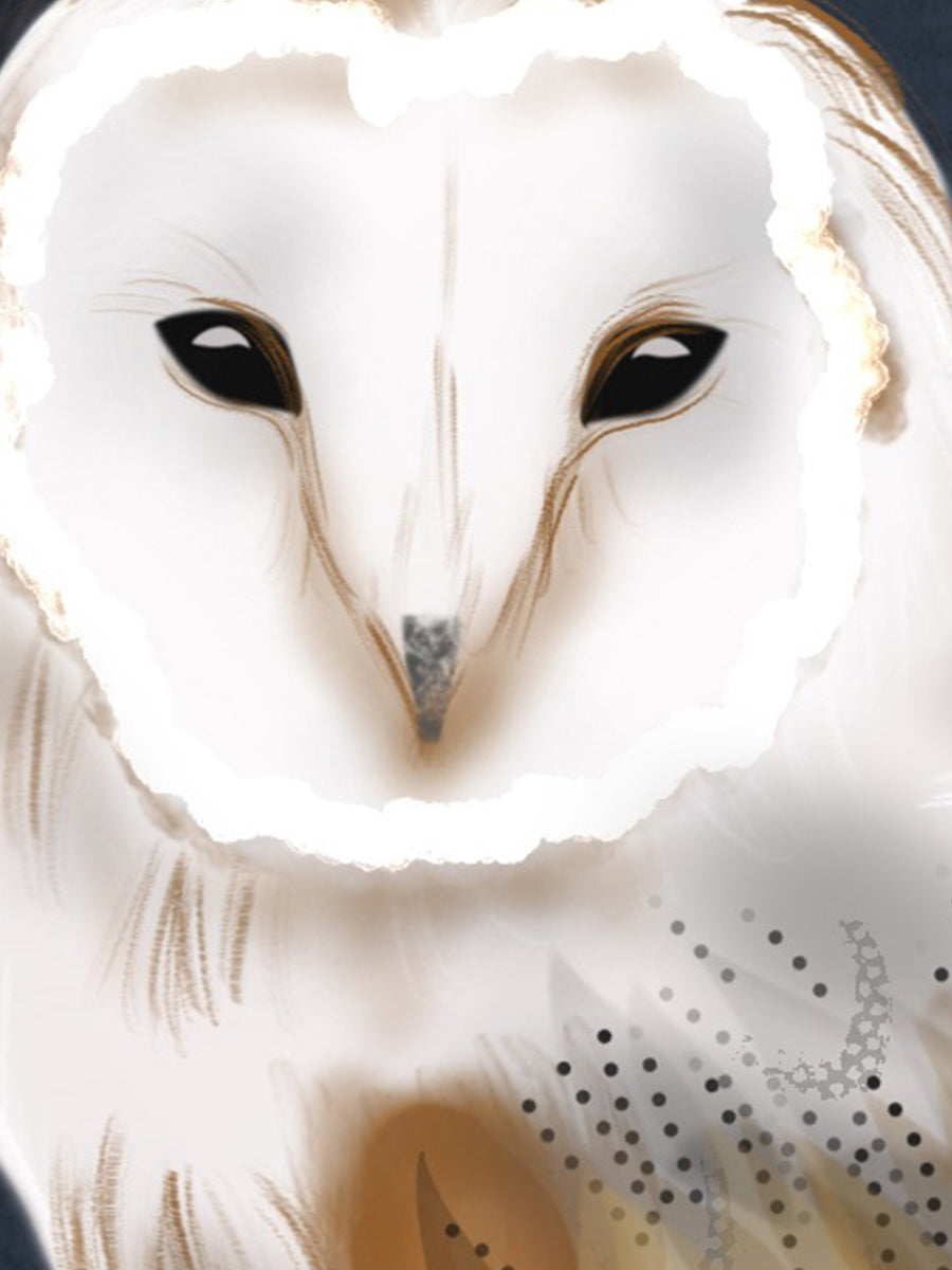 Barn Owl