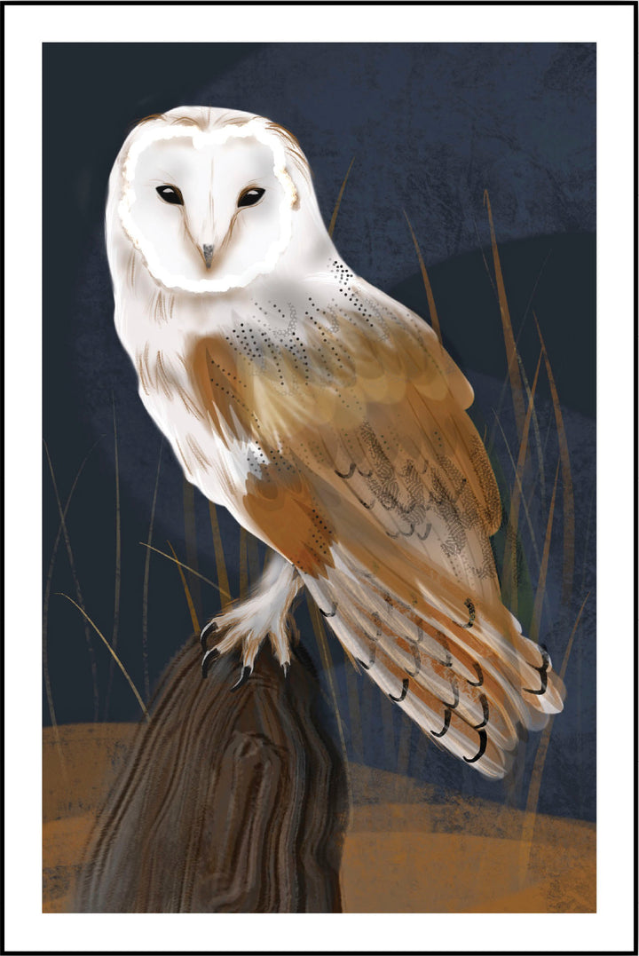 Barn Owl