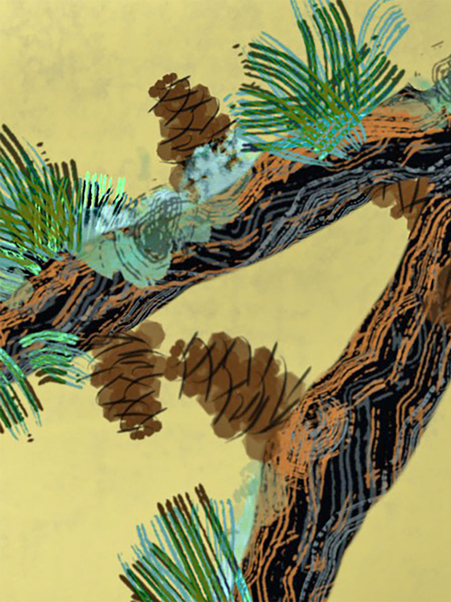 Shore Pine