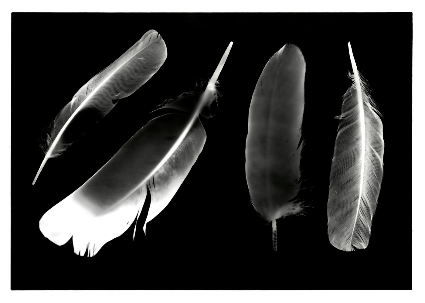Feathers 4