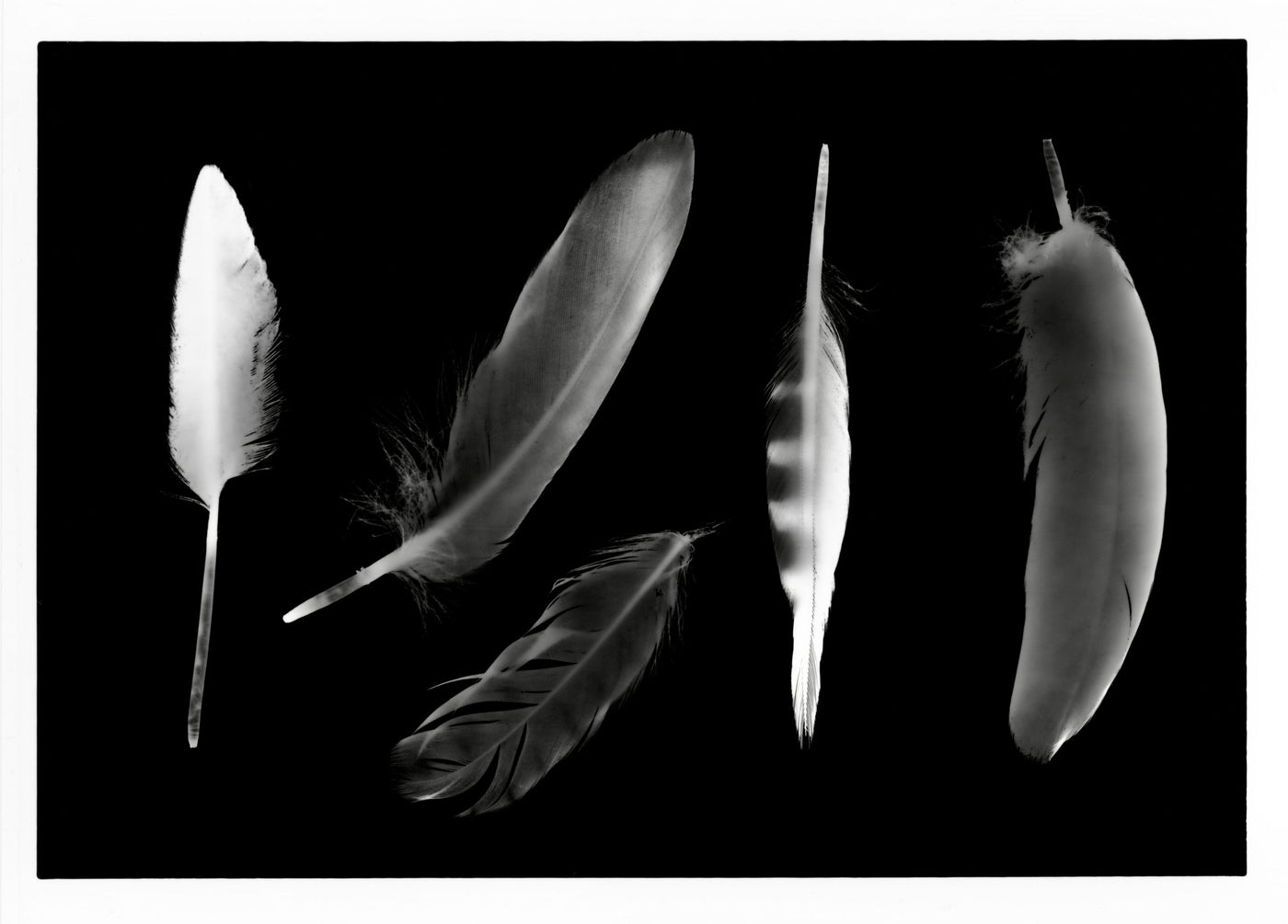 Feathers 5