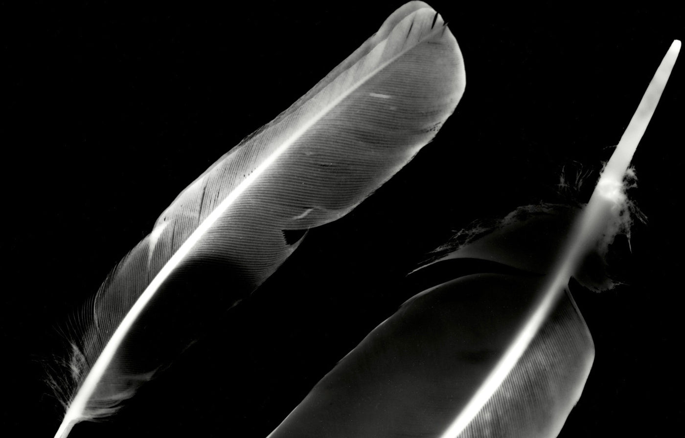 Feathers 4