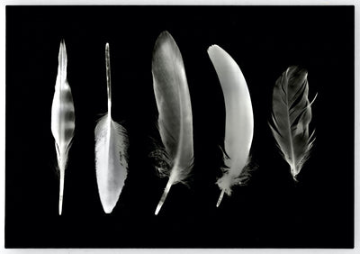 5 Feathers