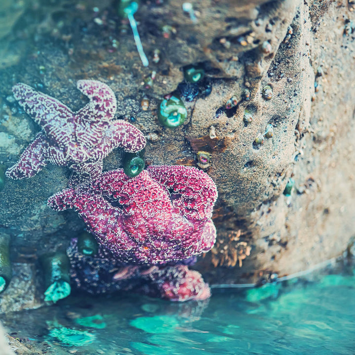 #gemstone-size_6-5mm